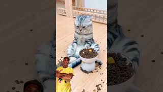 Super Cats 😻😻😻 | Shaan91| #loveanimals #saveanimals #funny #love #like #youtubeshort