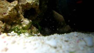 Death of a goby