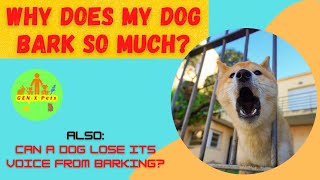 Why does my dog bark so much? | How do I get my dog to stop barking?