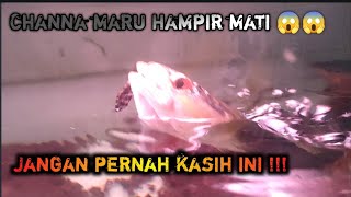 Eksperimen ikan channa maru di beri makan ikan sapu sapu