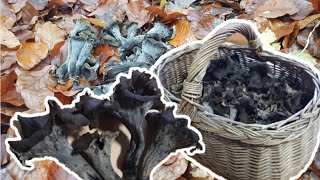 Traumhafte Totentrompeten 🎺🍄| Pilze sammeln Ende November