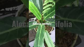 Alocasia lancifolia