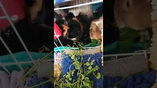 feeding a large clover to the piggies