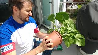 Repotting Monstera Deliciosa