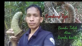 Bambu unik,Bambu tolak atau Bambu badar