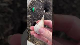 Growing Garlic #gardening