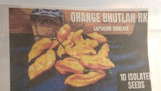 Orange Bhutlah Seeds- "Limited."