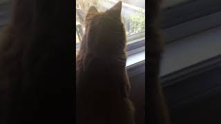 Cat love watching squirrel very cute video