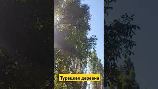 Турецкая деревня