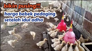 peternak mumet!! harga bebek pedaging setelah idul adha