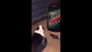 Bruder attacking the biggest Mountain Dew he's seen