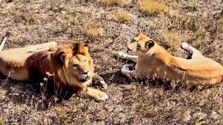 Тайган: кто подрал спину молодому льву Гектору? #taigan #lions #animals  #тайган #крым