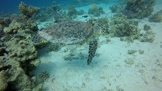 Shaab Sabrina & Banana Reef Diving Egypt, January 2017 Hurghada Red Sea