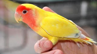 Tam Baby Love Birds | So Cute Love Birds | How to Tam Birds