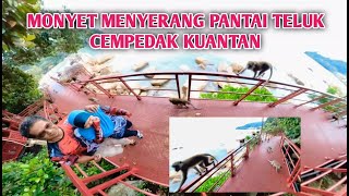 MONYET MENYERANG PANTAI TELUK CEMPEDAK TEMPAT MENARIK DI KUANTAN PAHANG