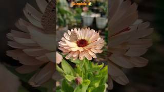 Calendula Flower #shorts #short #youtubeshorts #youtube #calendula #urbangardening