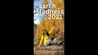 Larch Madness 2021! South Pocaterra/Little Highwood Pass Hike