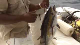 SHARK ATTACK: BELIZE SPORT FISHING