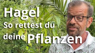 Hagelschauer: So rettest & unterstützt du deine Pflanzen