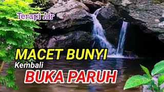 burung macet bunyi kembali buka paruh, suara gemericik air terapi burung cepat gacor