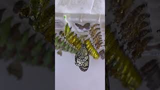 🌿 Visitamos el Cockrell Butterfly Center 🦋 Houston,TX #paolaburgostv #mariposas #recomendaciones