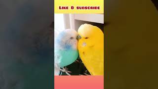 Cute 🥰 budgies love moments before go to sleep! #birds #viral #parakeet #parrot #shorts