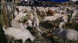 Goat Farm l Makkah l Saudi Arabia l Life Of Makkah l New Farm