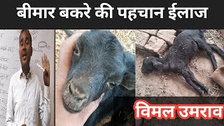 Bimar Bakri Ki kaise Pahchan karen|Vimalumrao