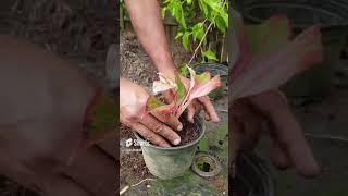 Make Many Plants From 1 Plant