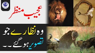 3 Amazing Facts You Don't Hear Before | Why Lion afraid to Giraffe? 3 Millions Years Ago Oldest Fish