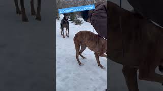 Dog Life! Doberman & Boxer Play Time #shorts #doberman #boxerdog #doglife #dogs #minnesota