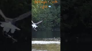 Bald eagle with a salmon  /Pygargue à tête blanche avec un saumon #wildlife #canada #eagle #pygargue