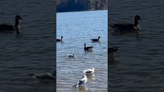 #seagulls #geese #caesarscreek #travelusa #travelohio