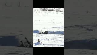 Aggressive Wolf Kills Deer! #hunting# wolf# shorts#