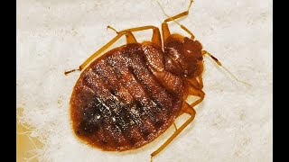 How to Get Rid of Bed Bugs