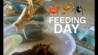 Feed Day! Crunchy ASMR Tarantula feeding #6