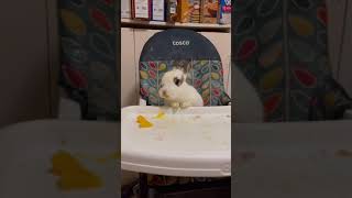 Rabbit Loves Thee Mango