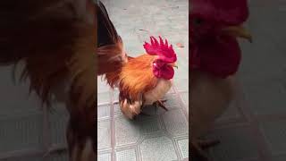 Ayam Serama Crowing - Rooster Crowing - Crowing Rooster #chicken #crowing #Rooster #Serama