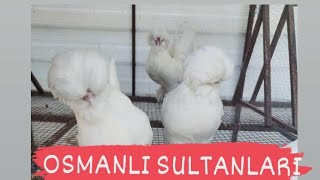 Osmanlı Sultan Ve Trabzon Gugullusu (Milli servet)