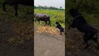 Rottweiler and buffalo#shorts #rottweiler #buffalo #dog #short #guarddog #traineddog #aggressive #yt