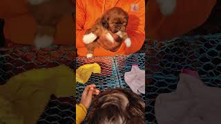 OMG! SO MANY CUTE PUPPIES! | PUPPIES FOR SALE | কুকুরছানা বিক্রয় |  #dog #galiffstreetpetmarket