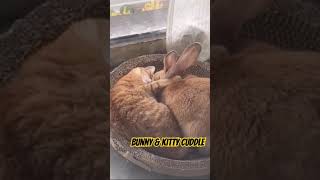 The cutiest thing you'll ever see - Bunny Kitty bond