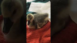 Cute little gosling! #cute #animals #adorable #poultry #happy #Gosling #goose