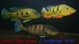 Jenis Ikan Peacock Bass dan harganya 2020 - ikan pbass