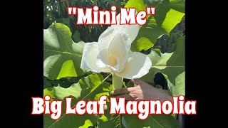 The "Mini Me" of Big Leaf Magnolias