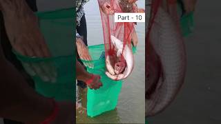 (ப-10)மீன்🐟வேட்டை | Net fishing #tamil #fishing #castnet #shorts #netfishing #seabass #tilapia #fish