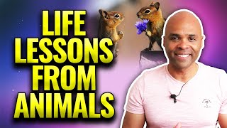 Life Lessons From Animals