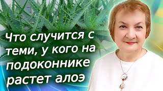 Вот, что случится с теми, у кого дома растет алоэ