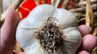 Harvesting and curing GARLIC for LONG-TERM storage