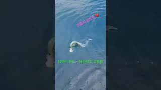 강릉 힛트맨❤️ #강릉낚시 #강릉바다 #강릉배낚시 #강릉선상낚시 #강릉항 #fishing #fish #낚시 #만세 #프로 #좋아요 #좋아요눌러주세요